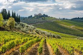 Rolling Tuscan hills with vineyards and cypress trees at sunset
